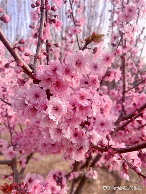 桃花結果寓意